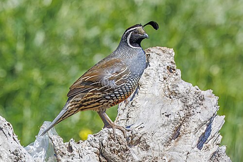 Callipepla californica